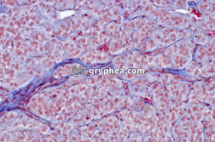 Médullo-surrénale x100 - gryphea.com